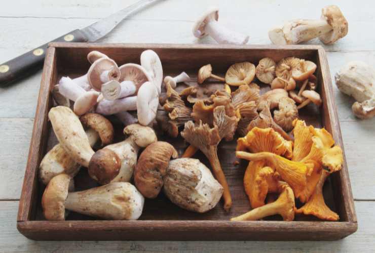 cesta di funghi misti