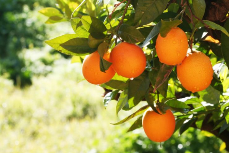arance attaccate all'albero