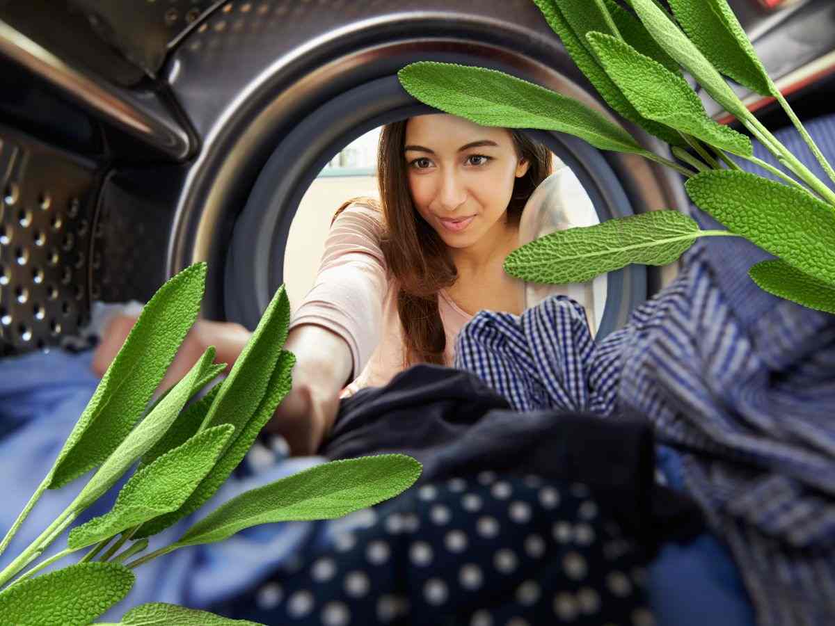 donna inserisce capo in lavatrice e mazzetto di salvia